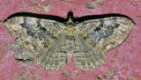 7290 Barberry Geometer - Coryphista meadii