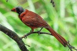 Northern Cardinal male - with problem