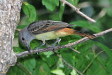 Great Crested Flycatcher 1