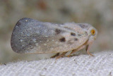  Citrus Flatid Planthopper - Metcalfa pruinosa