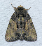 9556 Cloaked Marvel - Chytonix palliatricula female