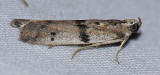 5944.99 Homoeosoma Moth - Homoeosoma nr. deceptorium