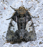 9556 Cloaked Marvel - Chytonix palliatricula male