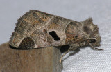 9754 Black-barred Brown - Plagiomimicus pityochromus