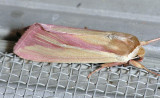 10434  Pink Streak - Faronta rubripennis