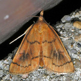 4950 Mint Root Borer - Fumibotys fumalis