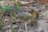 Cicada - unidentified