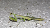 Carolina Mantis ?