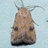 9644 Triplex Cutworm - Micrathetis triplex