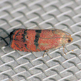 3494 Filbertworm Moth - Cydia latiferreana