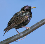 European Starling