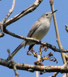 Blue-gray Gnatcatcher female