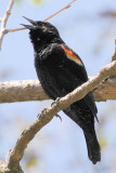 Red-winged Blackbird