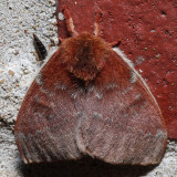 7746 Io Moth