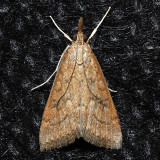 5079 Celery Leaftier - Udea rubigalis