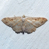 7139 Sweetfern Geometer - Cyclophora pendulinaria