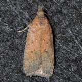 2287  Dichomeris ventrella