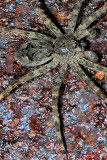 Dark Fishing Spider - Dolomedes tenebrosus