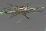 Six-spotted Fishing Spider and Fish