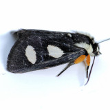 9314 Eight-spotted Forester - Alypia octomaculata