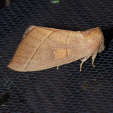 7915 White Dotted Prominent - Nadata gibbosa