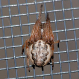 Larinioides cornutus - Foliate spider