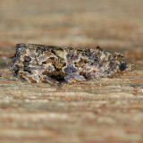 2738  Dull-barred Endothenia - Endothenia hebesana