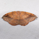 6974 Juniper Twig Geometer - Patalene olyzonaria