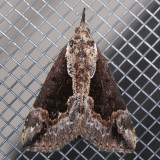 8442 Baltimore Bomolocha - Hypena baltimoralis