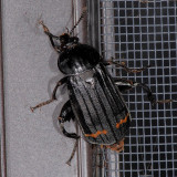 Red-lined Carrion Beetle - Necrodes surinamensis