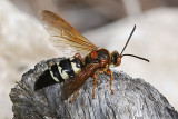 Cicada Killer Wasp