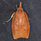 3722 Direct Sparganothis - Sparganothis directana