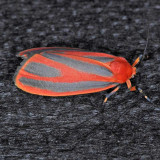 8089 Scarlet-winged Lichen - Hypoprepia miniata