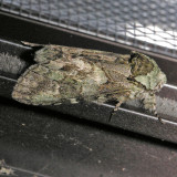7975 Mottled Prominent - Macrurocampa marthesia