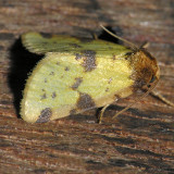 9725 Obtuse Yellow - Stiriodes obtusa