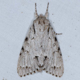 9205 Cottonwood Dagger - Acronicta lepusculina