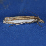 5357  Leachs Grass-veneer Moth - Crambus leachellus