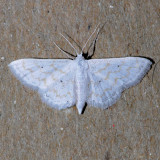 7123 Rippled Wave - Idaea obfusaria