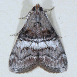 5597 Black-letter Pococera Moth - Pococera melanogrammos