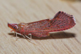 Otiocerus degeeri