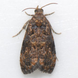 2711 Tulip-tree Leaftier - Paralobesia liriodendrana