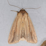 10446 Many-lined Wainscot - Leucania multilinea