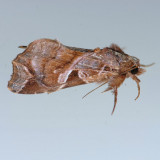 9630 Florida Callopistria - Callopistria floridensis