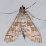 5146  Forsyths Epipagis - Epipagis forsythae