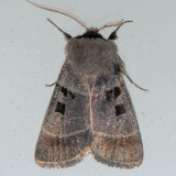 10956  Bolles Dart - Agnorisma bollii