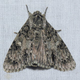 9199 Ruddy Dagger - Acronicta rubricoma