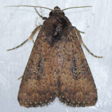 9699  Condica sutor