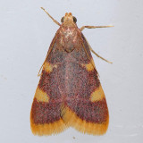 5524  Clover Hayworm - Hypsopygia costalis