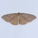 7132 Common Tan Wave - Pleuroprucha insulsaria