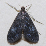 4754  Elophila tinealis